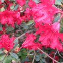 rhododendron inpiditum (2)